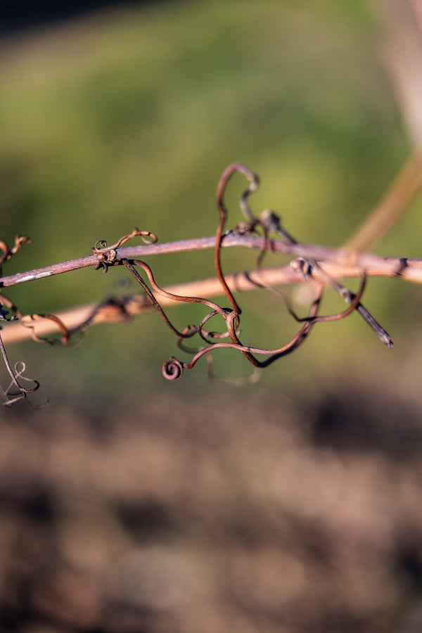 Twisty vine earrings V1